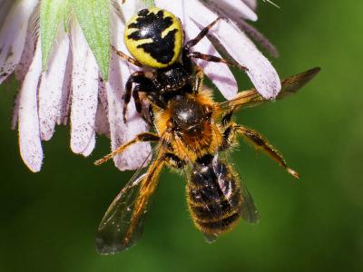 Andrena nigroaenea (Kirby, 1802)