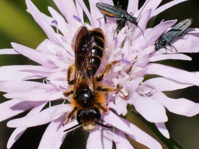  Andrena nigroaenea (Kirby, 1802)