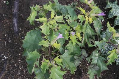 Stramoine, Herbe à la taupe, Datura officinale Datura stramonium L., 1753