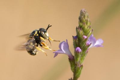  Anthidiellum strigatum (Panzer, 1805)