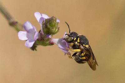  Anthidiellum strigatum (Panzer, 1805)