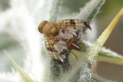  Xyphosia miliaria (Schrank, 1781)