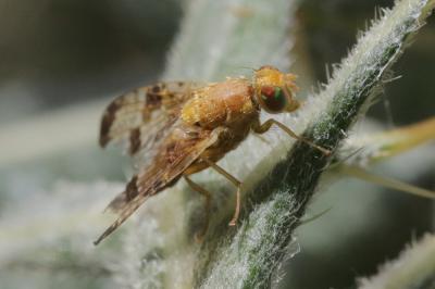  Xyphosia miliaria (Schrank, 1781)