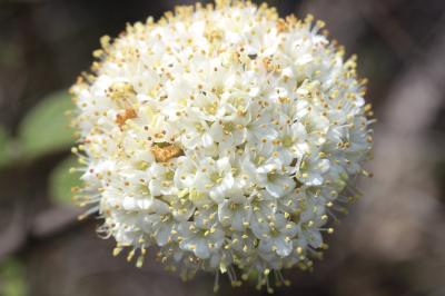 Viorne mancienne Viburnum lantana L., 1753