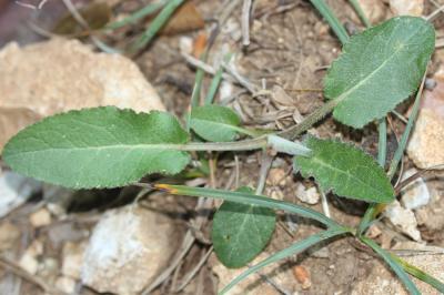 Campanule agglomérée Campanula glomerata L., 1753