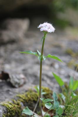 Valériane à trois folioles Valeriana tripteris L., 1753
