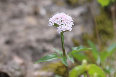 Valériane à trois folioles Valeriana tripteris L., 1753