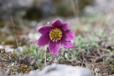 Pulsatille vulgaire Anemone pulsatilla L., 1753