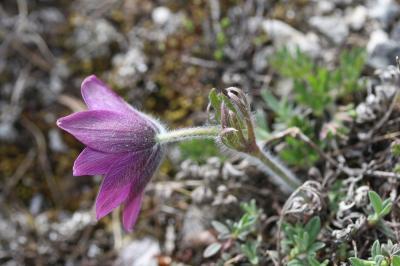 Pulsatille vulgaire Anemone pulsatilla L., 1753