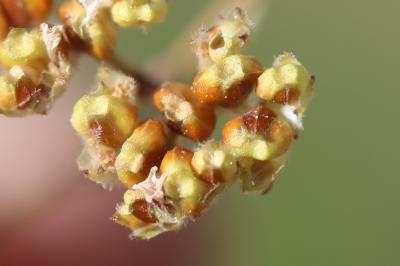 Mâche à carène Valerianella locusta f. carinata (Loisel.) Devesa, J.López & R.Gonzalo, 2005