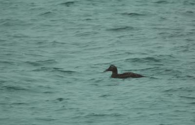 Eider à duvet Somateria mollissima (Linnaeus, 1758)