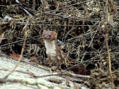 Belette d'Europe Mustela nivalis Linnaeus, 1766