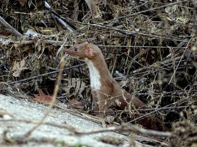 Belette d'Europe Mustela nivalis Linnaeus, 1766