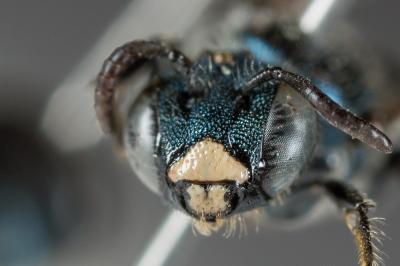 Cératine bleutée Ceratina cyanea (Kirby, 1802)