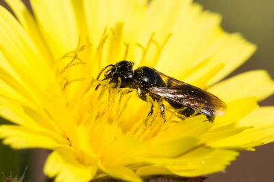 Ceratine commune Ceratina cucurbitina (Rossi, 1792)