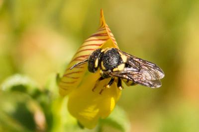  Anthidiellum strigatum (Panzer, 1805)