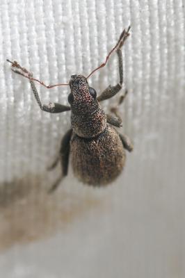  Polydrusus inustus Germar, 1824