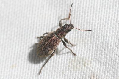  Polydrusus inustus Germar, 1824