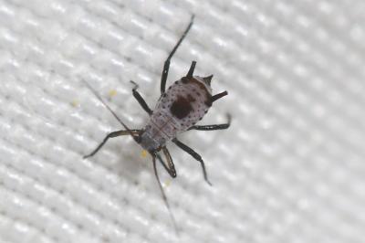  Macrosiphoniella absinthii (Linnaeus, 1758)