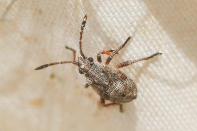  Stictopleurus punctatonervosus (Goeze, 1778)