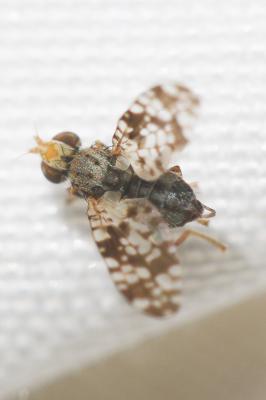  Campiglossa producta (Loew, 1844)