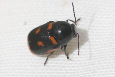  Cryptocephalus sexpustulatus (Villers, 1789)