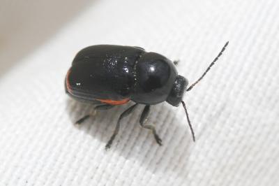  Cryptocephalus sexpustulatus (Villers, 1789)