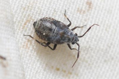  Deraeocoris punctum (Rambur, 1839)