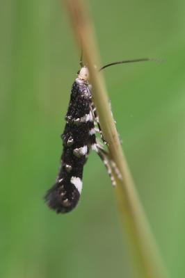  Eteobalea anonymella (Riedl, 1965)