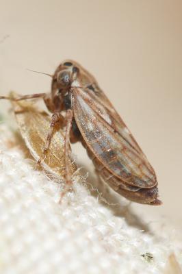  Anaceratagallia ribauti (Ossiannilsson, 1938)