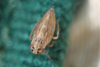  Anaceratagallia ribauti (Ossiannilsson, 1938)