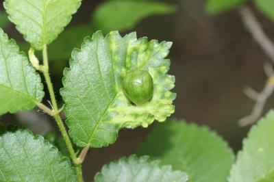  Tetraneura ulmi (Linnaeus, 1758)