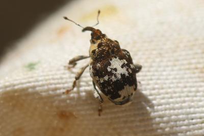  Mogulones larvatus (Schultze, 1897)