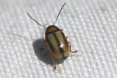  Cryptocephalus Geoffroy, 1762