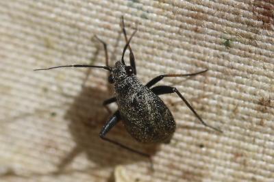  Orthocephalus saltator (Hahn, 1835)
