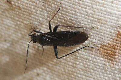  Orthocephalus saltator (Hahn, 1835)
