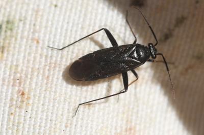  Orthocephalus saltator (Hahn, 1835)