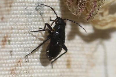  Orthocephalus saltator (Hahn, 1835)