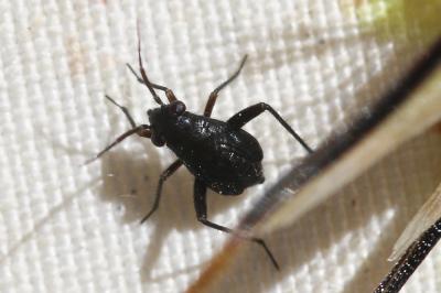  Orthocephalus saltator (Hahn, 1835)