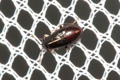  Geocoris ater (Fabricius, 1787)