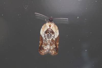  Acleris variegana (Denis & Schiffermüller, 1775)
