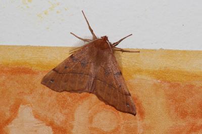 Himère-plume (L'), Phalène emplumée (La) Colotois pennaria (Linnaeus, 1760)