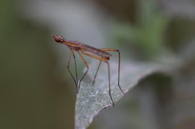  Micropeza lateralis Meigen, 1826