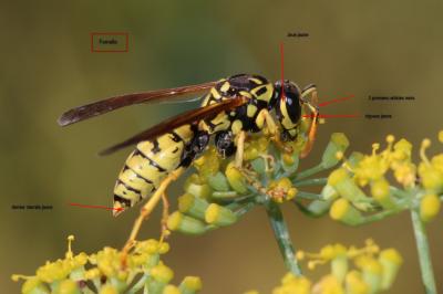 Guêpe poliste Polistes dominula (Christ, 1791)