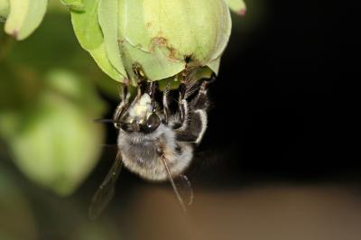 Anthophore commune, Anthophore plumeuse, Anthophor Anthophora plumipes (Pallas, 1772)