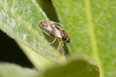  Monosynamma bohemanni (Fallén, 1829)