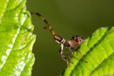 Corée marginée Coreus marginatus (Linnaeus, 1758)