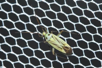  Adelphocoris lineolatus (Goeze, 1778)