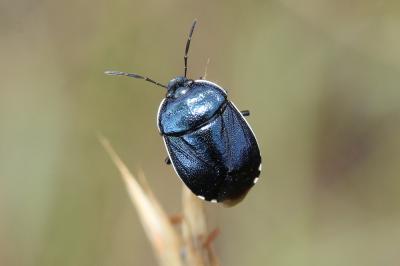  Canthophorus Mulsant & Rey, 1866