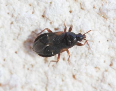  Anthocoridae Fieber, 1836